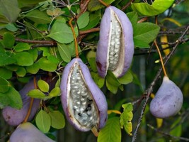 Chocolate Vine Akebia Quinata Purple Bouquet Edible 5 Seeds Fresh Seeds USA - $7.98