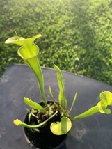 Sarracenia Flava Var Ornata Carnivorous Pitcher Plant Green Cluster Pend... - $47.51
