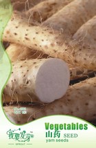 1 Pack 6 Seeds Pack Chinese Yam Vegetable Seeds Herbs Dioscorea Opposita #Nf012  - $6.00