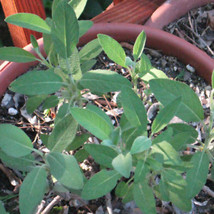 Extrakta Sage Seeds | Heirloom - Non-GMO | US SELLER | Herb Seeds | 1168 - $8.49
