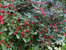 7 Winter berry Holly Bush Seeds-1187 - £2.29 GBP