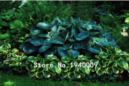  100pcs Hosta Plants,Hosta &#39;Whirl Wind&#39;, hosta Flower,Flowers Seedling O... - $5.99