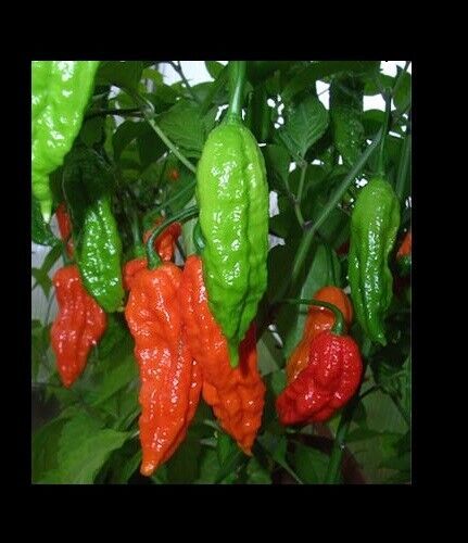 SEPTH 25 Red Bhut Jolokia Seeds Ghost Pepper Naga Jolokia HOT Chilli *90... - $1.58