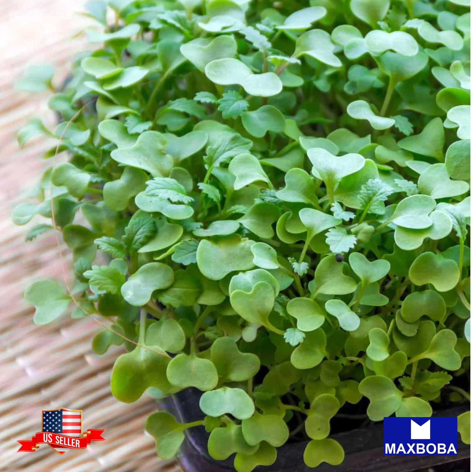 Kale Microgreens 2000 Seeds Non-GMO Heirloom - $12.37