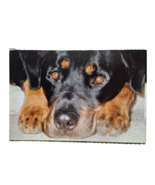 Postcard Black Brown Puppy Dog North Shore Animal League Chrome Unposted - $6.84 CAD