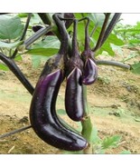 Organic 50 Pcs Black Eggplant Seeds Green Vegetable For Garden Planting - €2,41 EUR