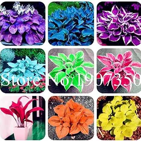 Coloful Hosta Plants Perennials Lily Flower Full Shade Hosta Flower - $13.34 CAD