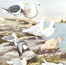 Seagull Types And Kittiwake 1955 Plate Print Birds Of America Nature Art... - £23.59 GBP
