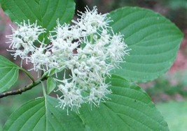 Cornus Alternifolia  Green Osier  Alternate Leaf Dogwood  5_Seeds From US - £10.01 GBP