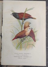 Black headed mannikin  Illustration taken from Foreign Finches by A.Butler  1899 - $38.61