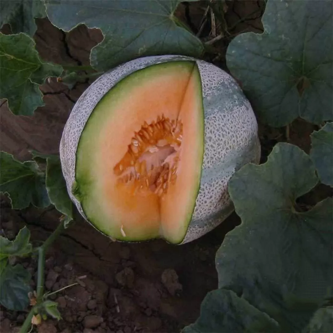  Planters Jumbo melon seeds Fruit NON-GMO 20+ Seeds - £7.83 GBP