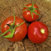 Fresh Seeds USA Arkansas Traveler Tomato Seeds Vegetable Seeds Seed Packets Ozar - £12.38 GBP