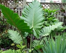 1 Pcs Alocasia Portora Elephant Ear Live Plant Indoor/Outdoor Tropical Plant - £25.13 GBP