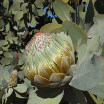 Protea Nitida (wagon tree) Flower 6 PCS Seeds - $23.99