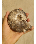 4 inches Ammonite Mammites Nodosoides Ammonite Moroccan fossils N66 - €55,50 EUR
