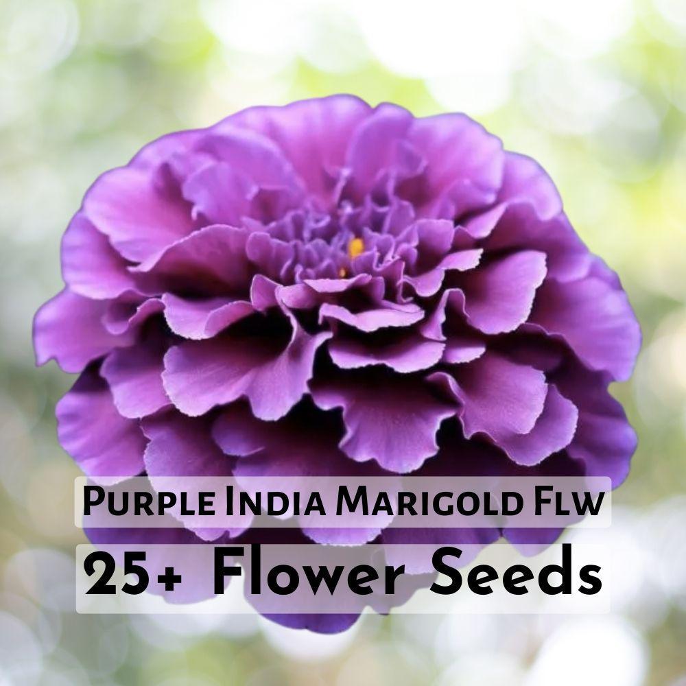 25+ Purple India Marigold Seeds Beuaitufl Purple Marigold Flower Seeds - $11.90