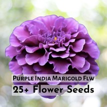 25+ Purple India Marigold Seeds Beuaitufl Purple Marigold Flower Seeds - $226.53 MXN