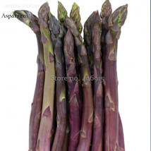 20 Seeds Precoce D&#39;Argenteuil Asparagus Old Traditional Heirloom Vegetab... - £6.71 GBP