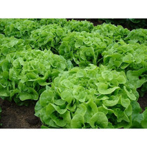 Lettuce Seeds - Leaf - Oakleaf  - Outdoor Living - Gardening - Free Shippng - £22.36 GBP