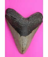 Authentic Megadolon Shark Tooth 4.55 Inches 164 Grams Fossil Dino Girl C... - $190.06 CAD