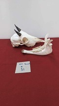 Super Rare Complete Alaskan Baby Mountain Goat Skull. - £999.19 GBP