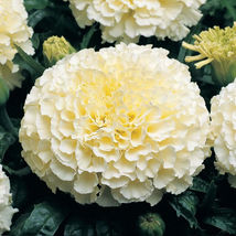 White Light Marigold Flower 25 Seeds Heirloom - £6.17 GBP