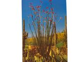 Postcard Ocotilla Desert Flora Cactus Chrome Unposted - $4.84