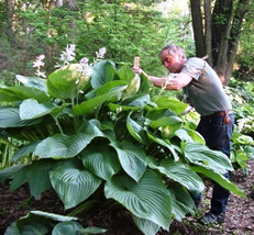 US Seller 20 Empress Wu Hosta Seeds Fast Shipping - $14.90