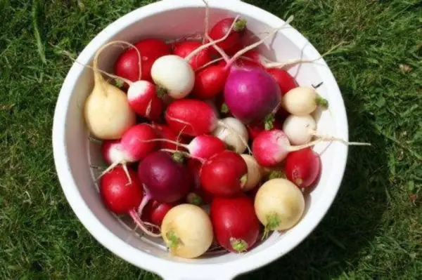 500 Mixed Colors Easter Egg Radish Raphanus Sativus Vegetable Seeds Fresh - £7.90 GBP