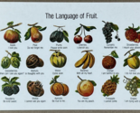 The Language of Fruit - Vintage Postcard - $2.96