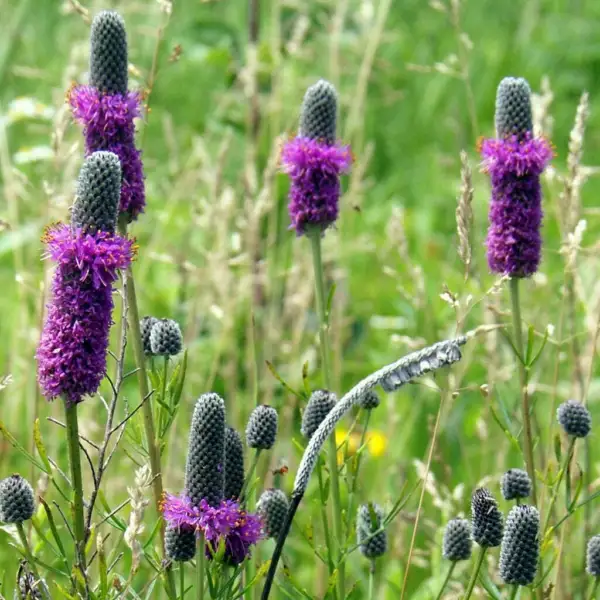 Purple Prairie Clover Seeds 250+ Native Wildflower Usa Perennial Garden - £3.58 GBP