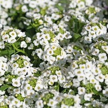 Alyssum New Carpet Of Snow Seeds Fresh Gardening USA Shipping - £4.19 GBP