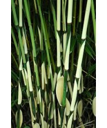 50 Fargesia Bamboo Seeds Privacy Garden Clumping Exotic Shade Seed - $13.98