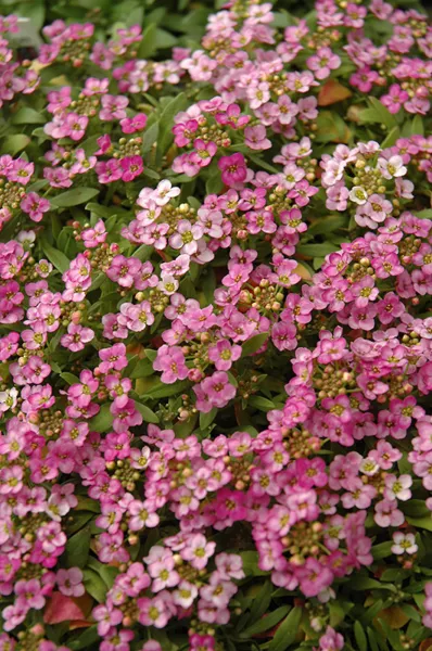 200 Alyssum Seeds Easter Bonnet Deep Pink Fresh - £8.32 GBP