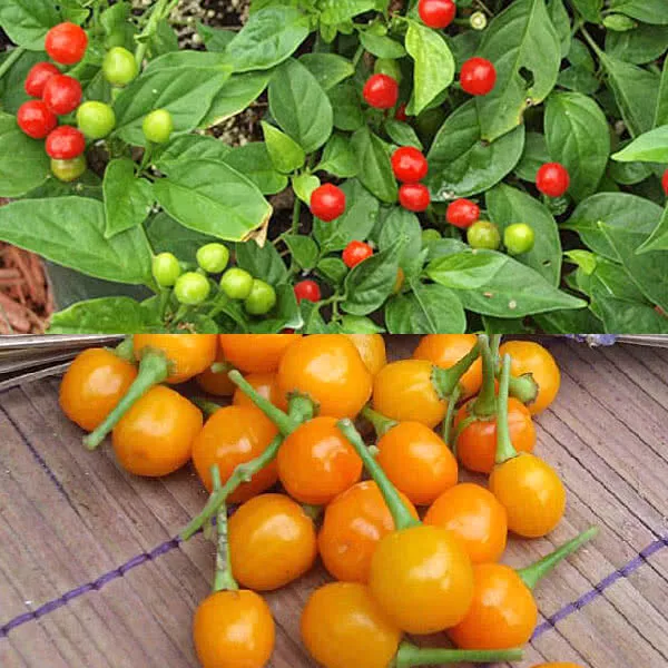 USA SELLER 25 Seeds Quintisho Pepper Garden Vegetables Edible Fast Shipping - £11.70 GBP