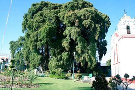 20 montezuma bald marsh cypress tree seeds  taxodium mucronatum  2 thumb200