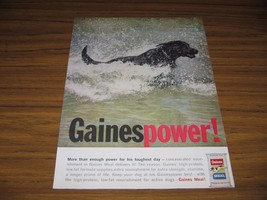 1960 Print Ad Gaines Meal Dog Food Hunting Dog in Water - £8.12 GBP