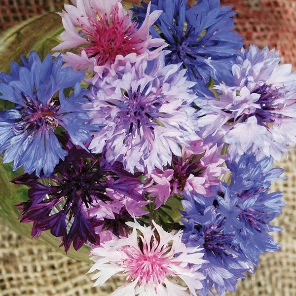 250+ BACHELOR BUTTON POLKA DOT MIX  FRESH HARVEST FOR GARDENS - $2.89