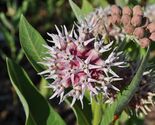 Showy Milkweed Seeds, Asclepias, Butterfly Weed, Easy Grow, FREE SHIPPING - $1.97+
