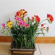 200 seeds Freesias Bonsai Gorgeous Colorful & Fragrant Plants Item image 3