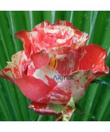 400 Seeds Orange Intuition Rose Rose Bush Striped Beautiful - $169.80 MXN