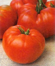 50 Seeds Shilling Giant Tomato Vegetable Edible Canning Beautiful Garden Fresh U - $12.49