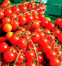 Grow in US 200 Cherry Tomatoes Super Sweet Large Seeds Sweet Tasty Heirloom Non- - £7.55 GBP