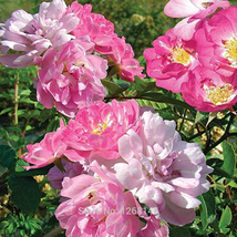 100 Seeds Rose Multiflora Nana Perpetua Seeds Party Hardy Shrub Bonsai Garden Be - $10.87