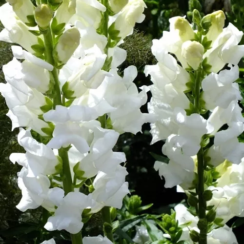 Snowflake Snapdragon Seeds | Non-GMO  200 Seeds - £5.38 GBP