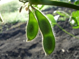 20 Seeds Buttery Edamame TOHYA SOYBEAN Pale Green Glycine Max Soy Bean Vegetable - £13.62 GBP
