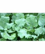 SGH 500 Kale Seeds Premier Early Hanover Vegetable Non GMO Planting Seeds - £6.61 GBP