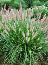 Fountain Grass Seeds Pennisetum Alopecuroides, Hardy Ornamental, Size: 2... - $3.25+