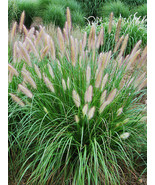 10+ Fountain Grass Seeds Pennisetum Alopecuroides, Hardy Ornamental - $2.75+