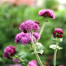 40 Ageratum Red Flint Seeds Fresh Seeds USA - £6.87 GBP